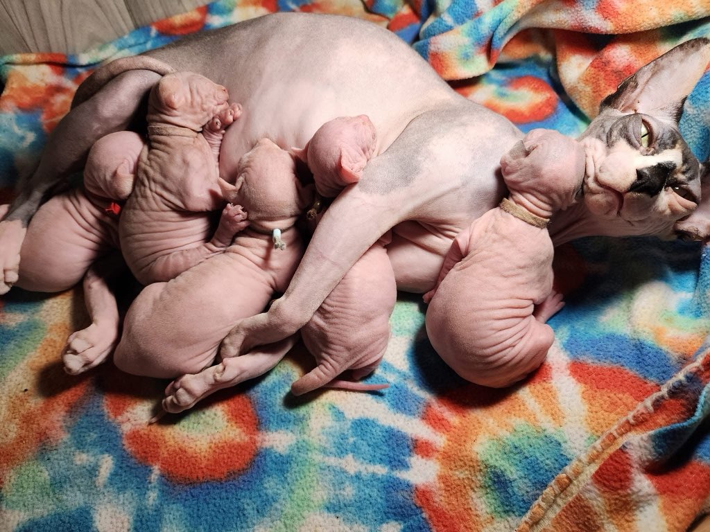 Ball Family Farm Sphynx services for Bend, Oregon