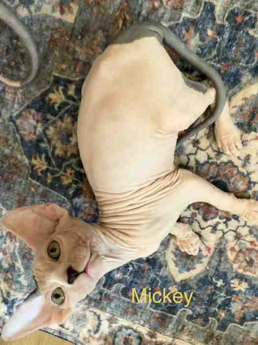 Mickey - additional photo