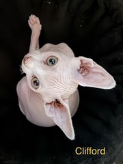 Clifford - male Sphynx kitten available at Ball Family Farm