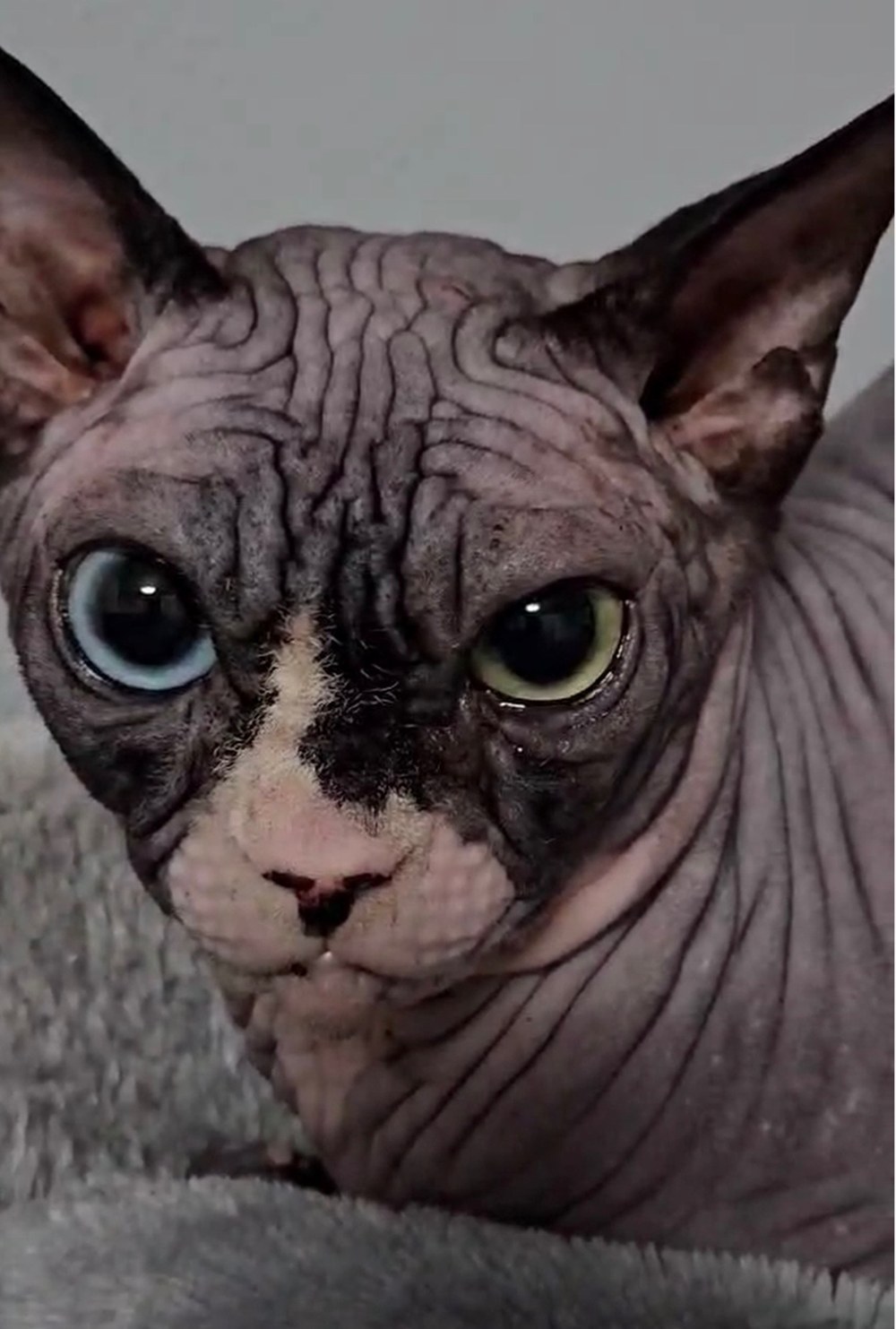 Sphynx stud Cosmo Odd Eye - Ball Family Farm