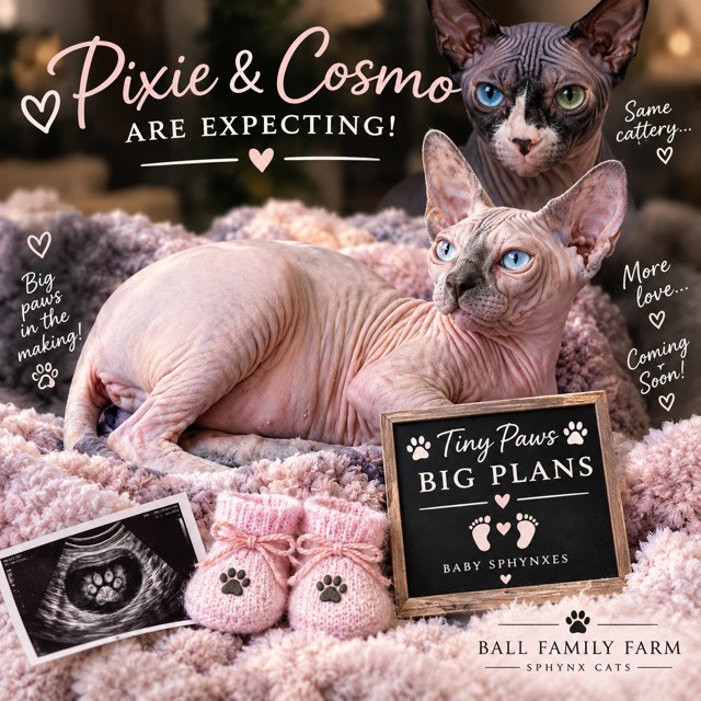 Pixie and Cosmo are expecting a new litter of Sphynx kittens at Ball Family Farm